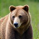 Orso Bruno